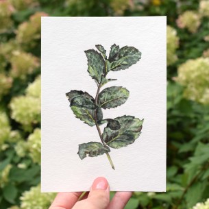 In this premium tutorial, you'll learn how to use watercolor to paint a gorgeous mint illustration. This tutorial features 75 minutes of video instruction, plenty of written information, and a helpful printable PDF.